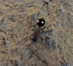 Dolichomutilla sycorax