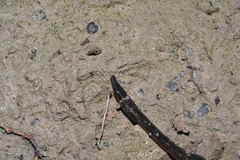 Philobdella gracilis image