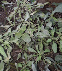 Chenopodium