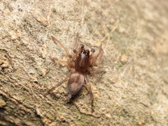 Porrhoclubiona leucaspis