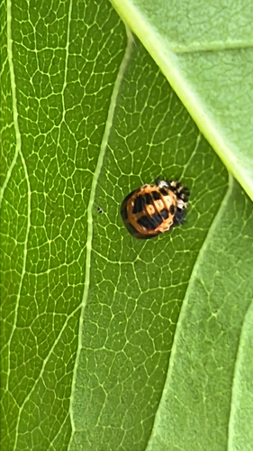 Asiatischer Marienkäfer