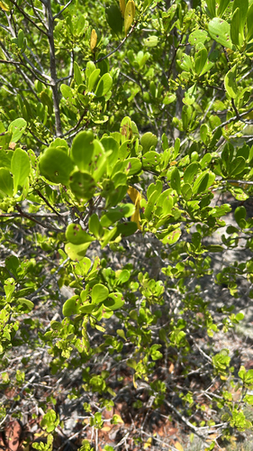 Lumnitzera racemosa
