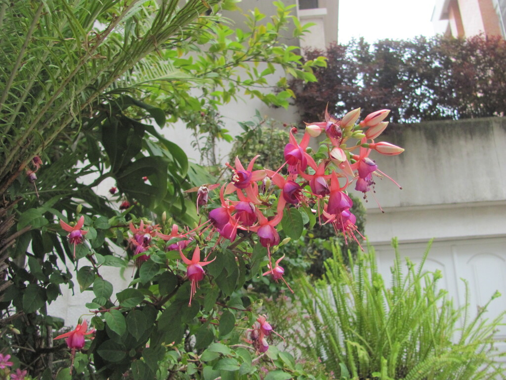 Фуксія — Fuchsia magellanica