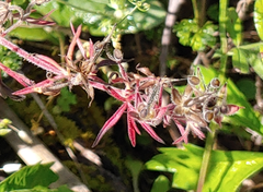 Geranium carolinianum carolinianum