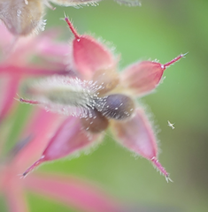 Geranium carolinianum carolinianum