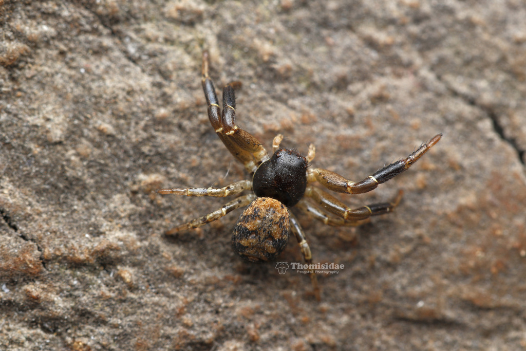 Bassaniodes cribratus
