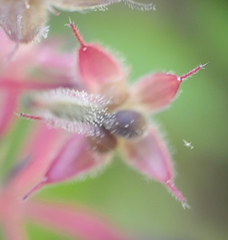 Geranium carolinianum carolinianum