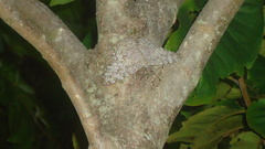 Hamadryas februa