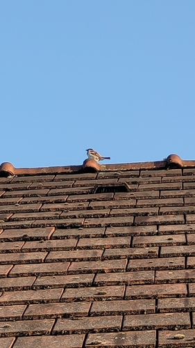 House Sparrow