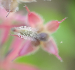 Geranium carolinianum carolinianum