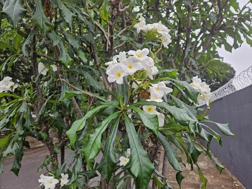 Hammerleaf Frangipani