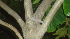 Hamadryas februa