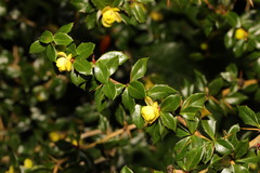 Berberis julianae
