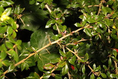 Berberis julianae