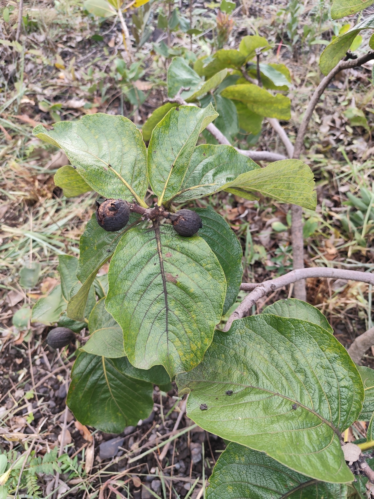 Tocoyena formosa