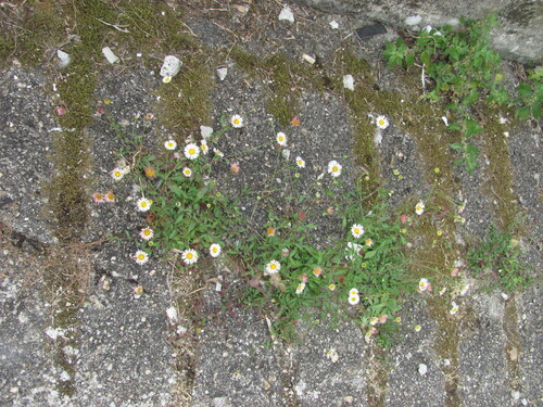 Erigeron karvinskianus