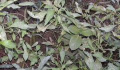 Chenopodium