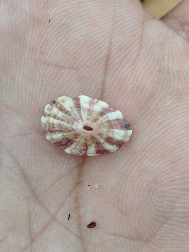 Fissurella itapema