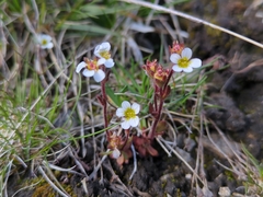 Saxifraga adscendens, photograph (c) Alexis Tinker-Tsavalas, some rights reserved (CC BY)