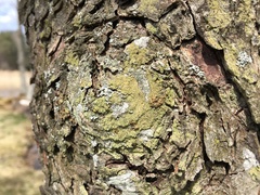 Lecidella flavosorediata
