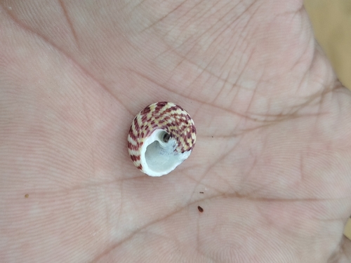 Agathistoma viridulum