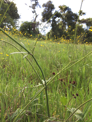 Ranunculus occidentalis occidentalis