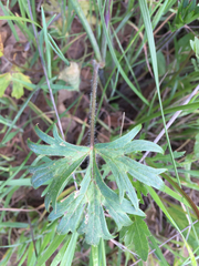 Ranunculus occidentalis occidentalis