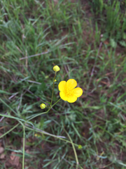 Ranunculus occidentalis occidentalis