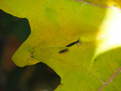 Dilobopterus costalimai