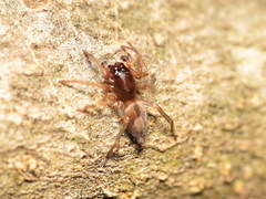 Porrhoclubiona leucaspis