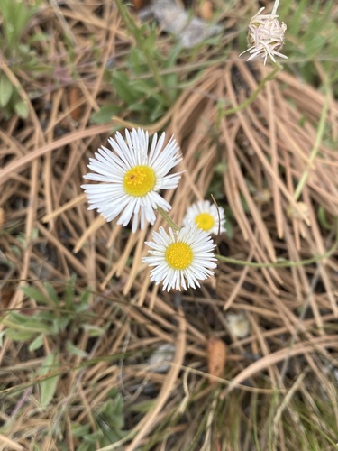 Erigeron flagellaris, photograph 5