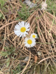 Erigeron flagellaris, photograph (c) Harry Podschwit, some rights reserved (CC BY)
