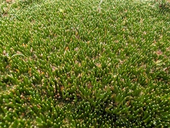 Distichia muscoides, photograph (c) Yuri Sofronov, some rights reserved (CC BY)