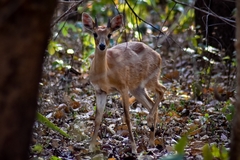 Tetracerus quadricornis