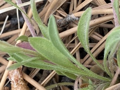 Erigeron flagellaris, photograph (c) Harry Podschwit, some rights reserved (CC BY)