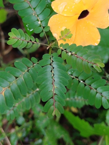 Phyllanthus niruri
