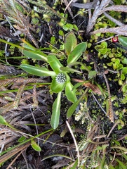 Eryngium humile, photograph (c) Yuri Sofronov, some rights reserved (CC BY)