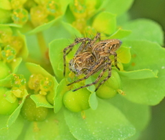 Oxyopes heterophthalmus