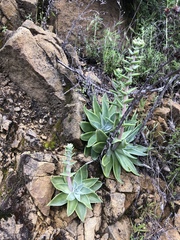 Dudleya lanceolata