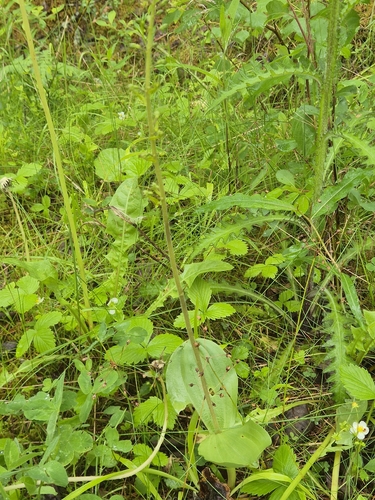 Common Twayblade