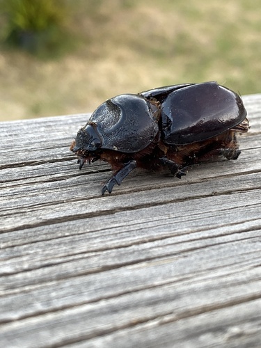Oryctes nasicornis corniculatus