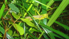 Tropidacris collaris