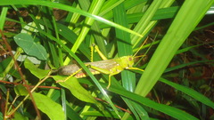 Tropidacris collaris