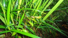 Tropidacris collaris