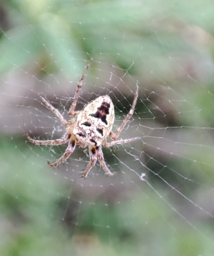 Zilla Orbweaver