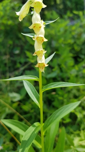 Straw Foxglove
