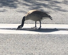 Branta canadensis