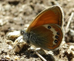 Coenonympha gardetta darwiniana