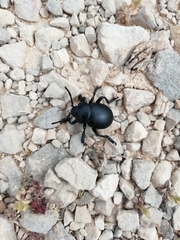 Timarcha tenebricosa
