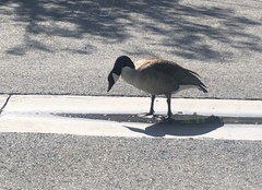 Branta canadensis